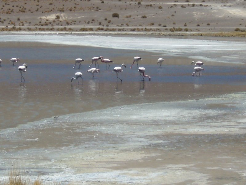 Travel - Bolivia - Salar De Uyuni - The Lakes